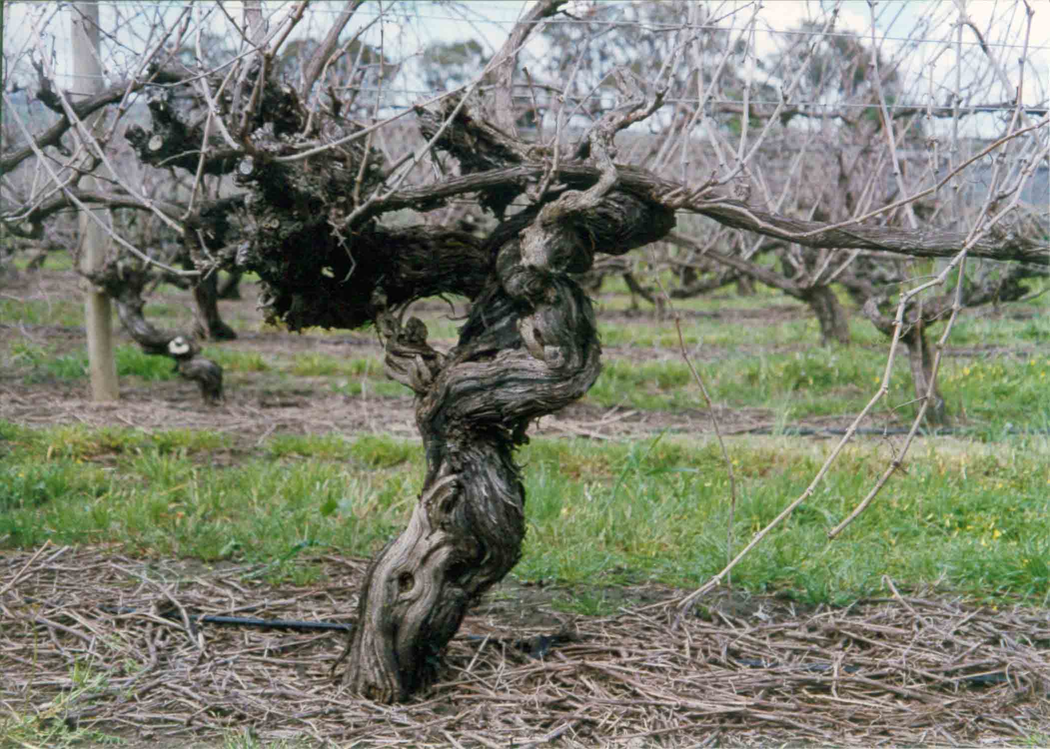 Old Vine